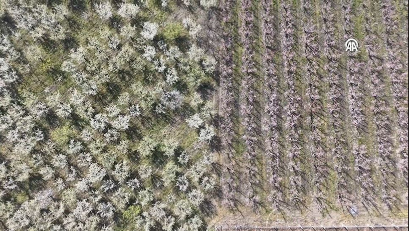 Gediz Ovası pembe beyaz oldu: Meyve ağaçları erken uyandı - Resim : 9