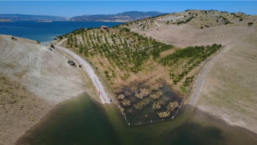 Kaç senelik emek çöp oldu: Evladı gibi baktığı onlarca ağaçtan geriye bu manzara kaldı - Resim: 3