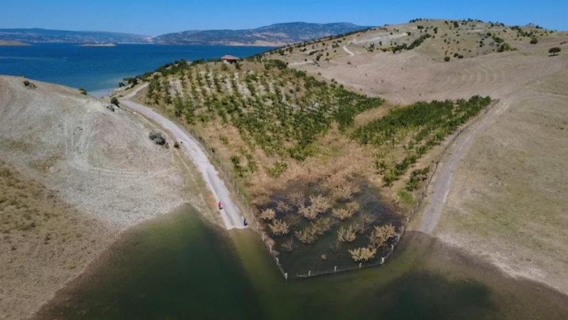 Kaç senelik emek çöp oldu: Evladı gibi baktığı onlarca ağaçtan geriye bu manzara kaldı - Resim: 5