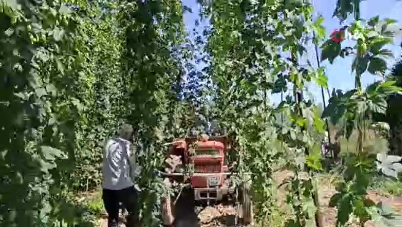 Yeşil altının fiyatı 122 TL: Türkiye’de sadece bu ilçede yetişiyor - Resim: 11