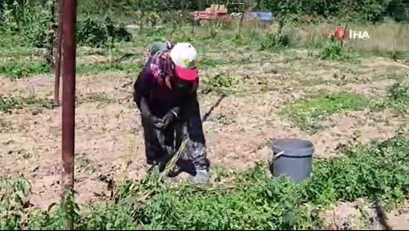 Yeşil altının fiyatı 122 TL: Türkiye’de sadece bu ilçede yetişiyor - Resim: 12