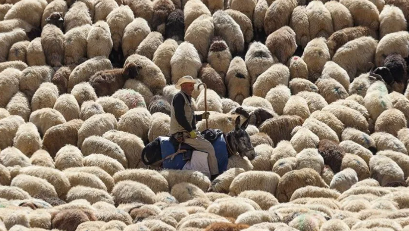 Tarım Kredi'den peş peşe zam: Arpa, mısır ve karma yeme yeni fiyat - Resim: 10