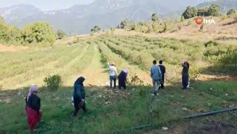 Kilosu 200 TL’den satılıyor: 5 yıl bekledi, emeğinin karşılığını aldı - Resim: 7