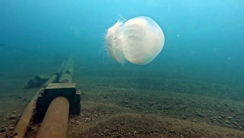 "Gördüğünüz yerde rotanızı değiştirin”: Akdeniz’in en büyüğü: Dokunduğu an yakıyor - Resim: 4