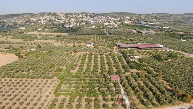 Kilosu 350 liradan kapış kapış satılıyor: Dev hasat başladı - Resim: 8