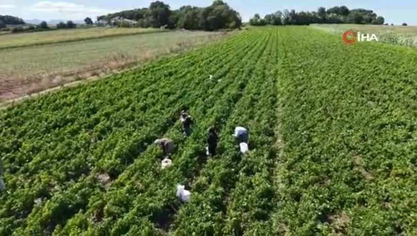 Kırmızı altında hasat başladı: Bir ilimize 4 milyar TL katkı - Resim: 17