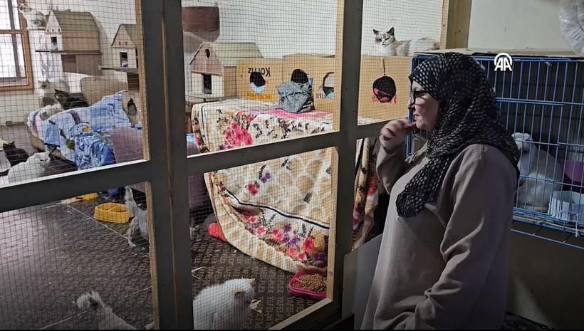 Beyrut’un ‘Kedi Kadını’: 70 kediye yuva açtı: Savaş ve krizde bile terk etmedi… - Resim: 7