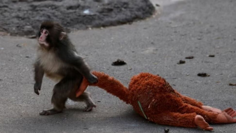 Yürekleri dağlamıştı, yavru maymun Punch için Andrew Tate’ten büyük teklif - Resim: 4