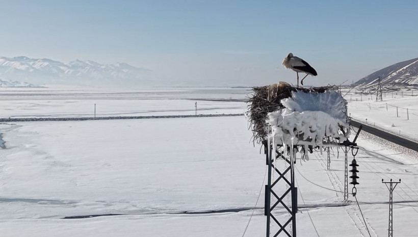 Mevsim şaşırdı O gitmedi: Buz tutan yuvada Leylek eşini bekliyor - Resim : 3