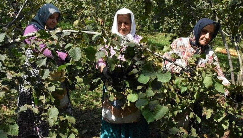Hasat başlamadan ücretleri belli oldu: Günde 1750 TL kazanacaklar - Resim: 10