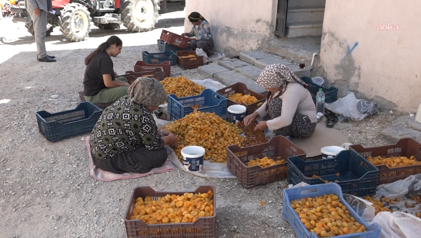 Malatya'nın altın meyvesi üreticisini ağlatıyor: TMO göreve çağrıldı - Resim: 1