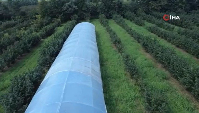Kilosunu 250 TL'den satıyor: Hasat için kolları sıvadı - Resim: 11