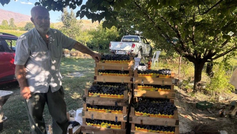 200 yıllık topraklarda hasat başladı: Kilosu 200 liradan satılıyor - Resim: 14