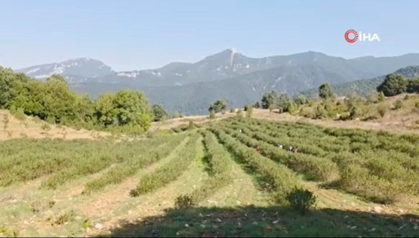 Kilosu 200 TL’den satılıyor: 5 yıl bekledi, emeğinin karşılığını aldı - Resim: 10