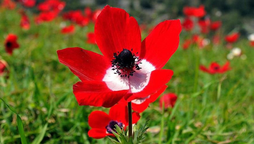 İlk cemre ne zaman düşecek? 2026 bahar müjdesi - Resim : 1