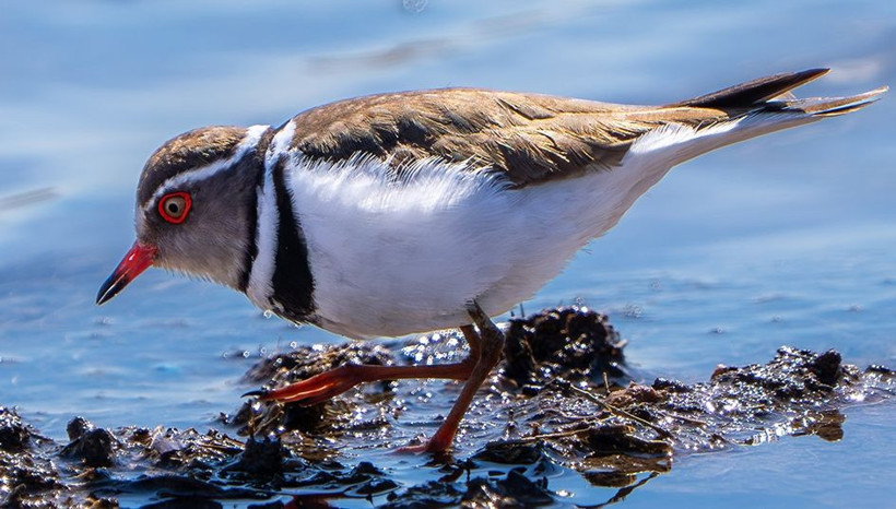 ‘Takkeli Cılıbıt’ Türkiye'de ilk kez görüldü: 504 kuş türü oldu... Afrika’dan gelen sürpriz misafir - Resim: 5