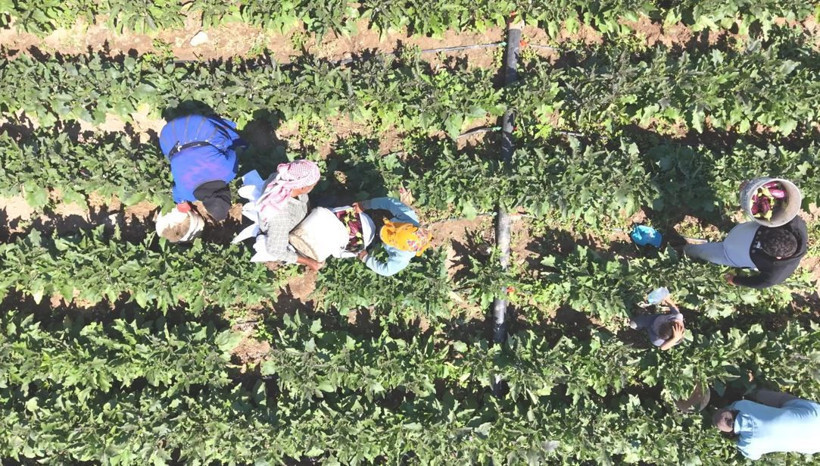 Tarlada hasat başladı: Mor-beyaz inci kalp ve beyne iyi geliyor - Resim: 3