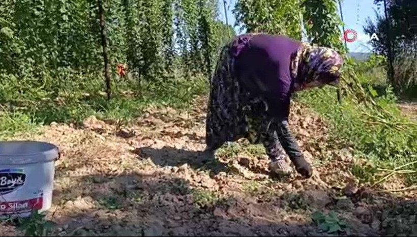 Yeşil altının fiyatı 122 TL: Türkiye’de sadece bu ilçede yetişiyor - Resim: 13