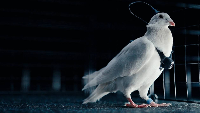 Rus şirketten akıl almaz çalışma: Güvercinleri ‘drone’ gibi kullanıyor - Resim : 2