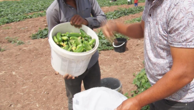 5 kilosu 900 lira: Çubuk turşusu bu sene de Ankara’nın dünyaya açılan kapısı olacak - Resim: 4