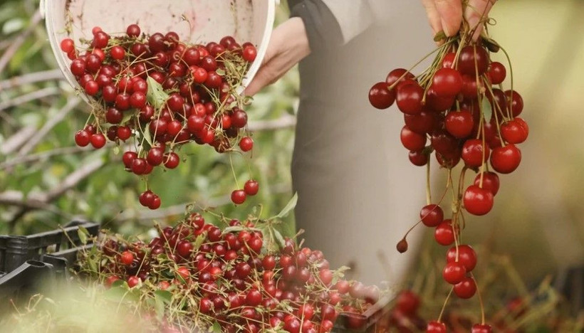 Mühendisin tavsiyesiyle başladı: Bu yıl 3 ton hasat edecek - Resim: 9
