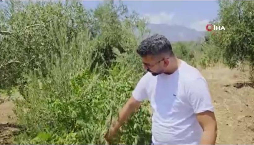 Kilosu 500 TL’den alıcı buluyor: Tarlalarda ne oluyor? - Resim: 13