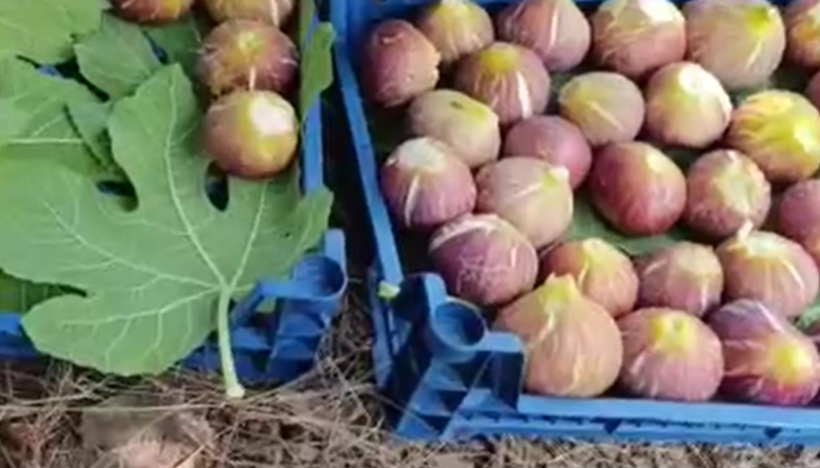 Rekolte düştü ama talep patladı: Kilogramı 300 TL'den kapış kapış satılıyor - Resim: 10