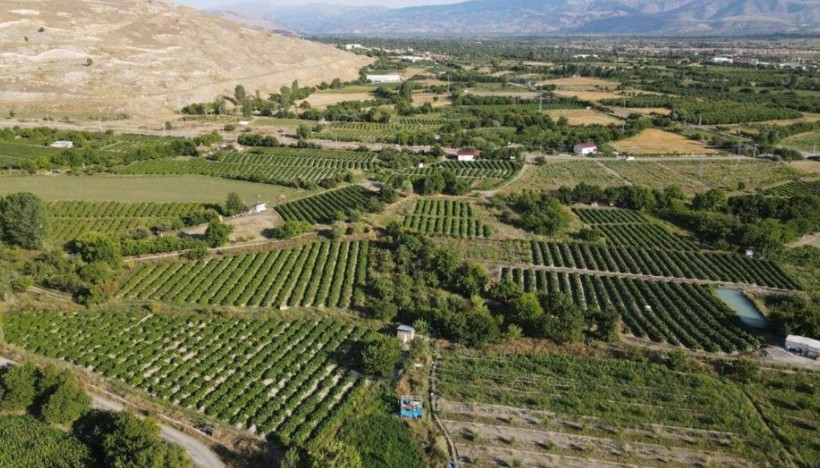 200 yıllık topraklarda hasat başladı: Kilosu 200 liradan satılıyor - Resim: 11