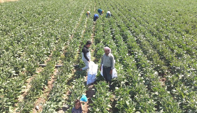 Tarlada hasat başladı: Mor-beyaz inci kalp ve beyne iyi geliyor - Resim: 2