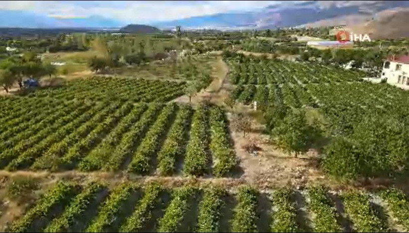 200 yıllık topraklarda hasat başladı: Kilosu 200 liradan satılıyor - Resim: 12