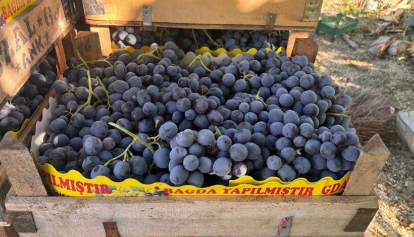 200 yıllık topraklarda hasat başladı: Kilosu 200 liradan satılıyor - Resim: 9