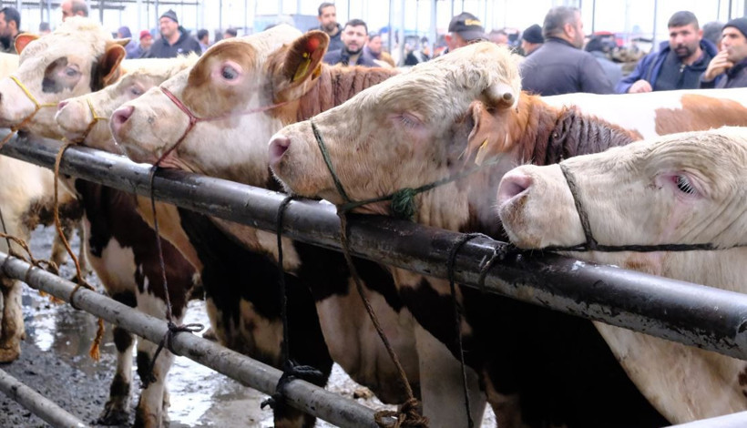 Kurban piyasasında fiyatlar belli oldu: Besicilerden kritik uyarı - Resim: 2