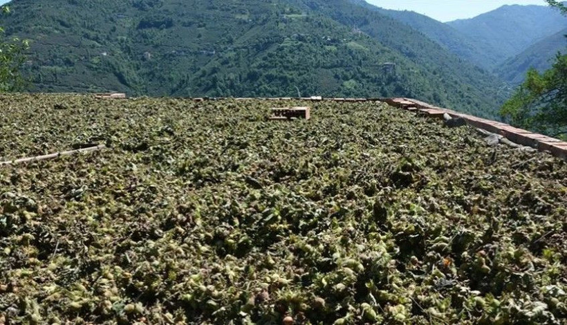 Hasat başlamadan ücretleri belli oldu: Günde 1750 TL kazanacaklar - Resim: 8