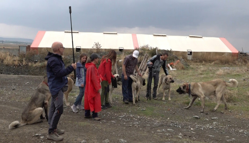 İtalyan uzmanlar Türk çoban köpeklerine hayran kaldı: Kurdun üzerine yürüyor - Resim : 1