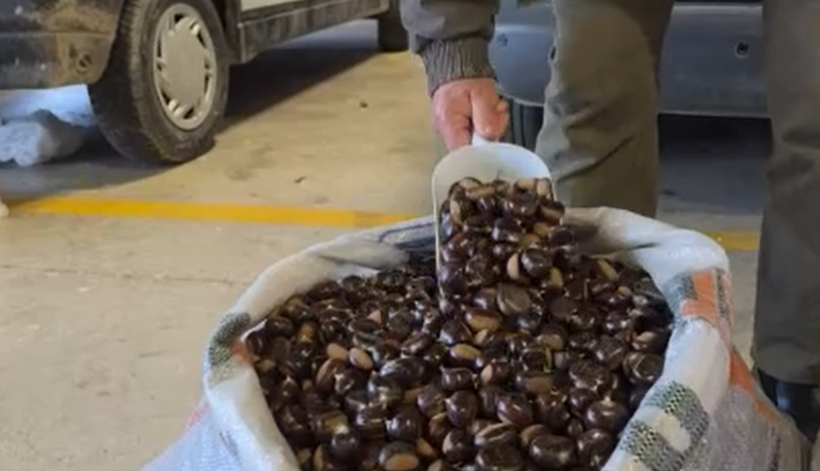 Tescilli üründe bu sene bereket var: Kilosu 300 lira - Resim: 15