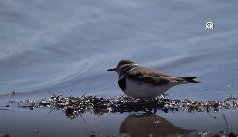‘Takkeli Cılıbıt’ Türkiye'de ilk kez görüldü: 504 kuş türü oldu... Afrika’dan gelen sürpriz misafir - Resim: 7