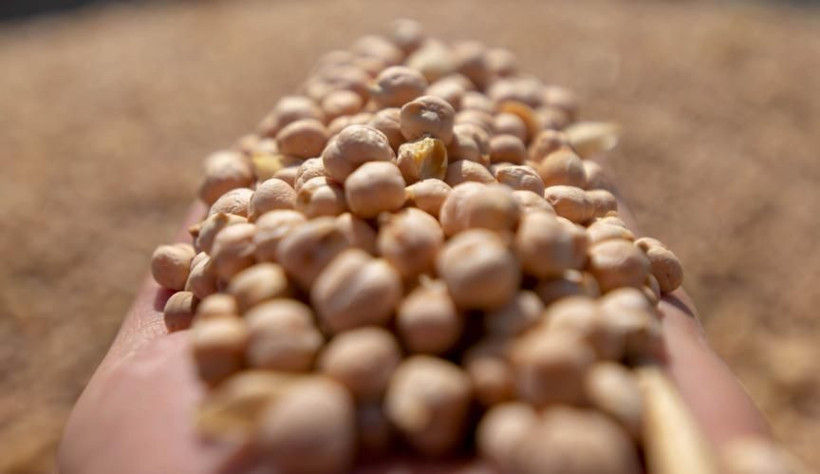 Leblebi gerçekten kilo yapar mı? Diyetin dostu mu, düşmanı mı? - Resim: 11