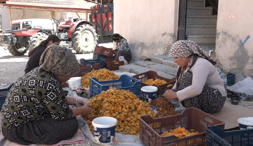 Malatya'nın altın meyvesi üreticisini ağlatıyor: TMO göreve çağrıldı - Resim: 2