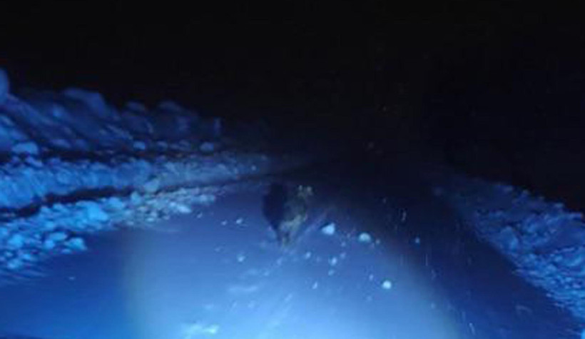 Geceyarısı kurt saldırısı: Son anda araca binip kurtuldular - Resim : 1