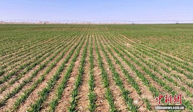 Çin’den çölde tarım hamlesi: Buğday üretimi yayılıyor - Resim : 1