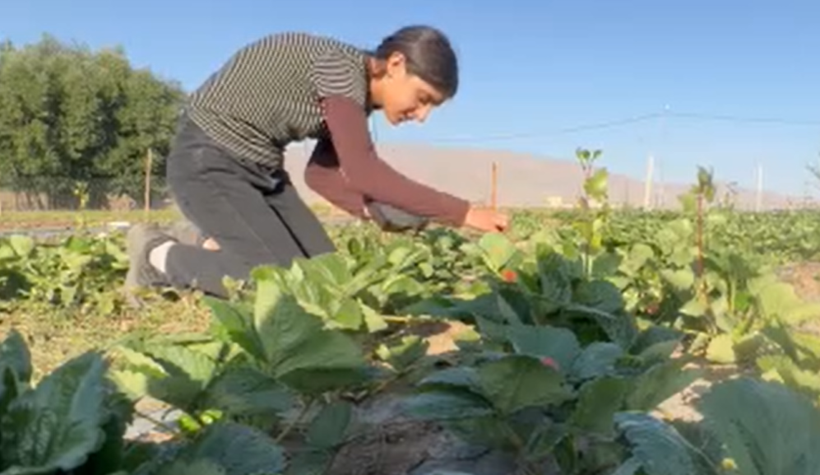 “Burada yetişmez” denildi: Şimdi 15 ton ürün bekleniyor - Resim: 6