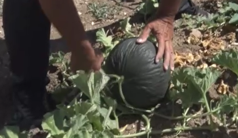 Su istemiyor, 50 ton bekleniyor: Tek bir ile özgü - Resim: 14