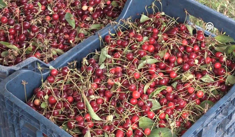 Mühendisin tavsiyesiyle başladı: Bu yıl 3 ton hasat edecek - Resim: 12