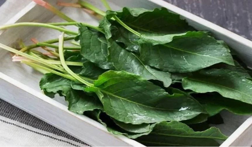 Dağlarda bedava büyüyor, tezgâhta kapış kapış gidiyor: Doğanın gizli antibiyotiği tam burnunuzun dibinde - Resim: 10