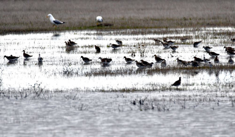Kars semaları yeniden renklendi: Kuş sesleriyle yankılanıyor - Resim: 13