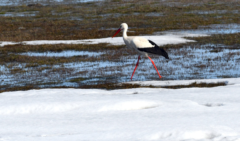 Leylekler erken geldi: Baharın m&uuml;jdecileri Kars&rsquo;ta g&ouml;r&uuml;ld&uuml; - Resim : 1