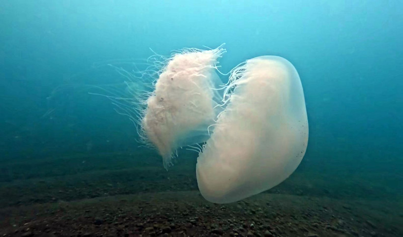"Gördüğünüz yerde rotanızı değiştirin”: Akdeniz’in en büyüğü: Dokunduğu an yakıyor - Resim: 5