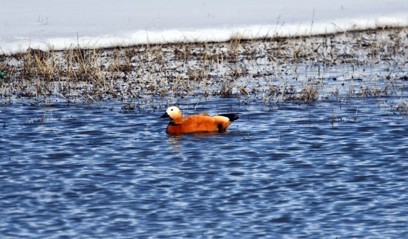 Kars semaları yeniden renklendi: Kuş sesleriyle yankılanıyor - Resim: 1