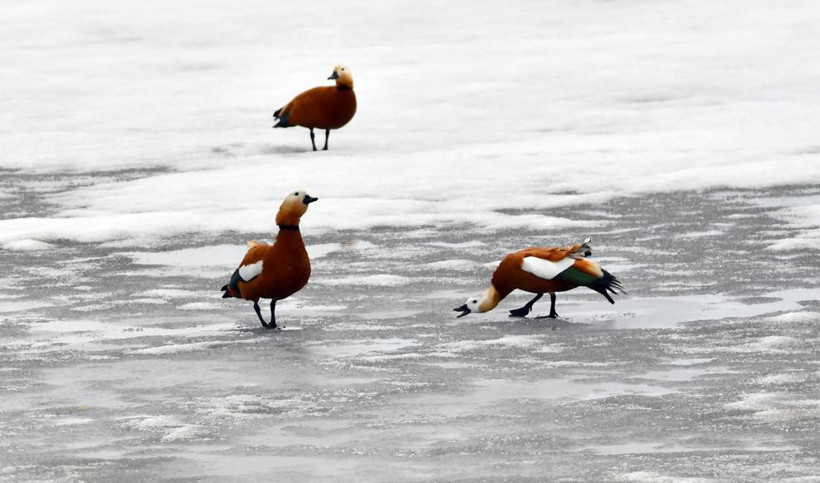 Kars semaları yeniden renklendi: Kuş sesleriyle yankılanıyor - Resim: 10