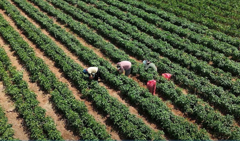 İtalyanlar peşine düştü… Sadece o toprakta yetişiyor: 500 dönümlük alanda 200 üretici hasat yapıyor - Resim: 1